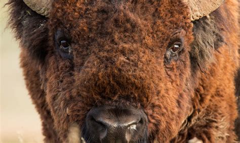 The bison of Badlands National Park need your help | Inhabitat - Green ...