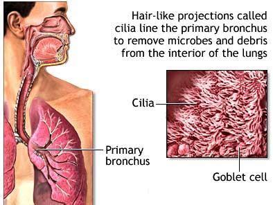 Difference between Cilia and Microvilli - MD