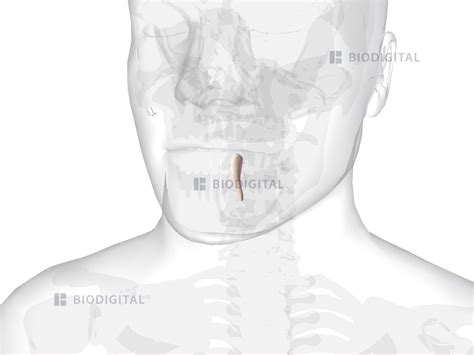 Left mandibular canine | BioDigital Anatomy