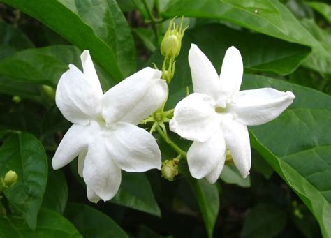 Sampaguita (Philippines national flower) Asian Jasmine, White Jasmine ...