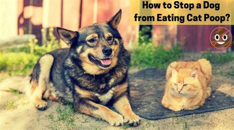 How to Stop a Dog from Eating Cat Poop at Home or Outside?