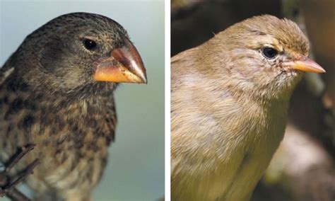 1000+ images about charles darwin finches on Pinterest