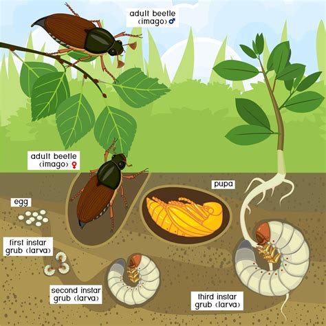 Ground Beetle Life Cycle