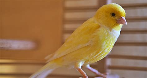 The Top 10 Best Pet Birds: Parakeets, Cockatiels and More