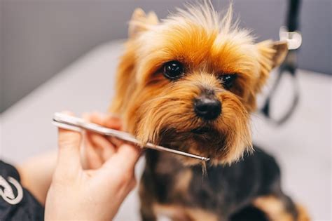 Premium Photo | Grooming a dog in a grooming salon animal care