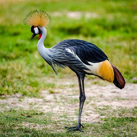 African_Crowned_Crane Red-crowned Crane, Crane Bird, African Wildlife Photography, Animal ...