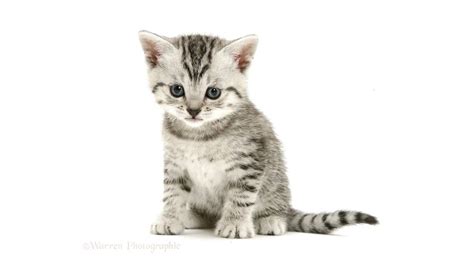 Kitten meowing Sound Effect - YouTube