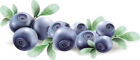 Blueberries PNG Images Transparent Background | PNG Play