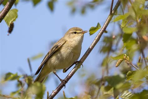 Willow Warbler | Bird Identification Guide | Bird Spot