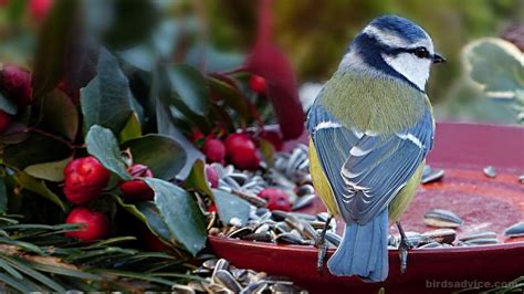 What Birds Eat Black Oil Sunflower Seeds? - Birds Advice