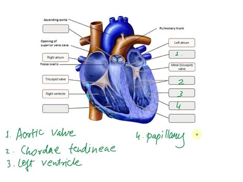 SOLVED: Art-Labeling Activity: Overview of the internal anatomy of the heart - anterior ...