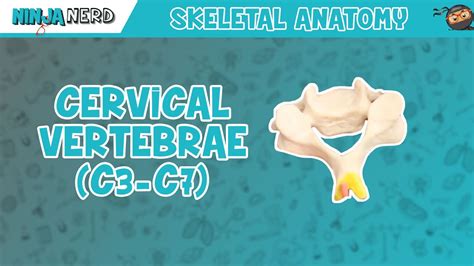 Cervical Vertebrae (C3-C7) Anatomy - käärme24