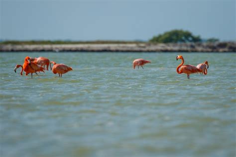 The Pink Lakes Of Las Coloradas, Mexico: A Full Guide