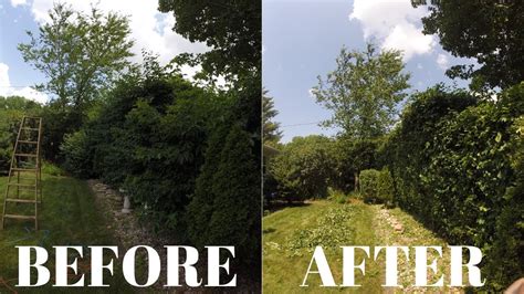 Trimming an Overgrown Hedge | Before & After - YouTube