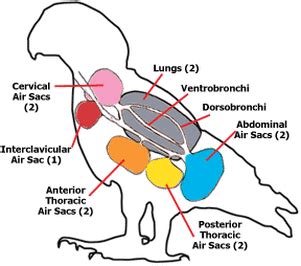 RESPIRATORY SYSTEM OF A BIRD/ HUMMING BIRD - Biology A level