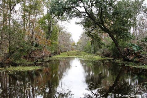 Louisiana Swamps and Bayous at Jean Lafitte Swamp Tour! #NOLA New Orleans Swamp Tour, New ...