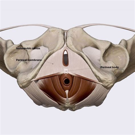 Perineal membrane | Pelvic floor and perineum (female) | Pelvis | Anatomy.app | Learn anatomy ...