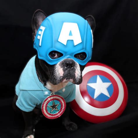 Pets in Superhero Costumes