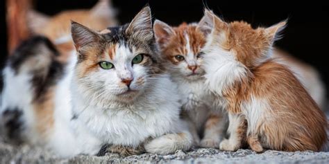 What's the Difference Between a Stray Cat and a Feral Cat? - Cats.com