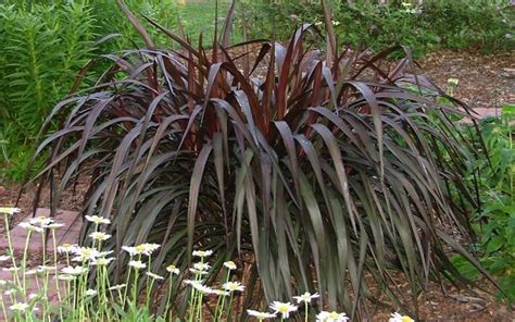 Princess Caroline Purple Fountain Grass - Pennisetum - this doesn't ...