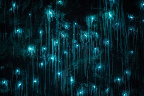 Glowworm - Facts and Beyond | Biology Dictionary