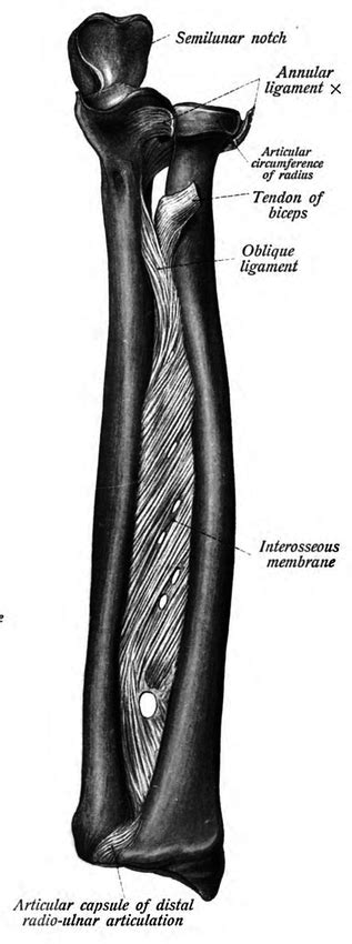 Interosseous membrane | Wiki | Everipedia