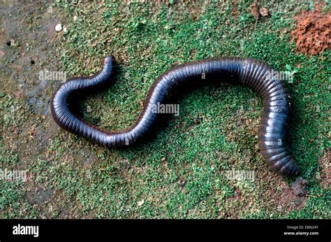 Giant earthworm, Ecuador Stock Photo - Alamy