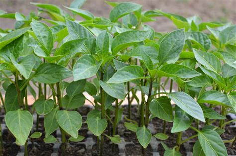 4 Ways To Fix Pepper Seedling Leaves Curling Up - Farmer Grows