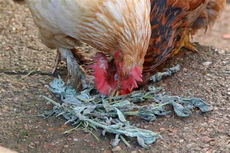 The Complet Guide to Chicken Dewormer (When & How)