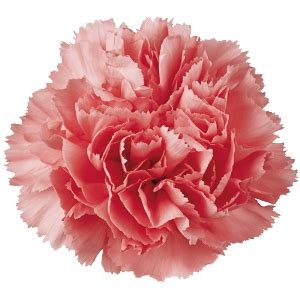 Carnations