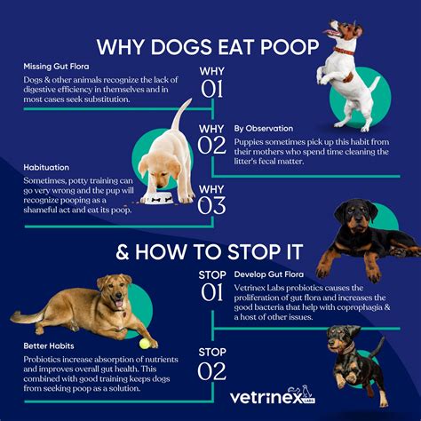 Coprophagia Poop Eating Deterrent & Prevention, Stop & Prevent Stool Eating - Probiotics for ...