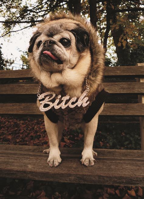 Pugs In Costumes | Pugs in costume, Pugs, Costumes