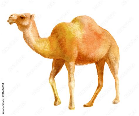 watercolor illustration of a camel, isolated drawing from the hand of a ...