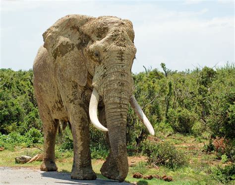 Giant bull elephant stock image. Image of park, safari - 35622609