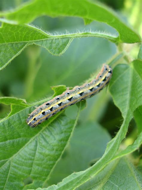 Free Images : insect, fauna, invertebrate, caterpillar, close up ...