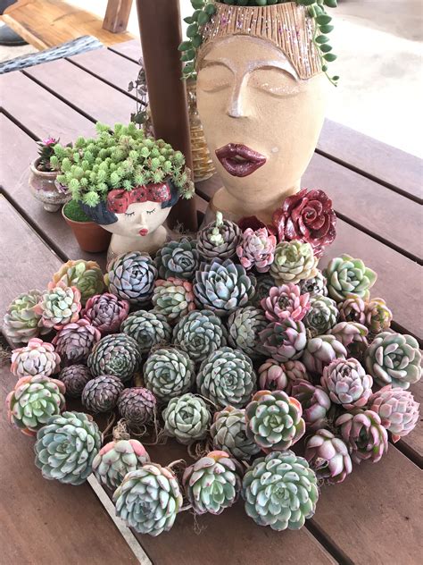 an arrangement of succulents on a table with a woman's face