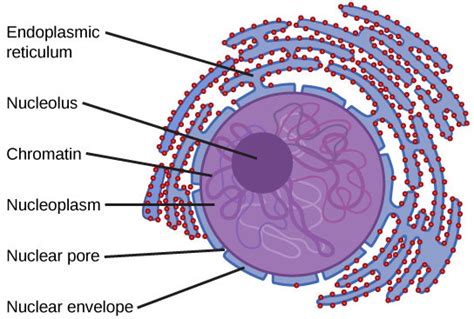 Nucleoplasm in the Nucleus | Download Scientific Diagram