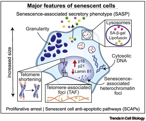 The heterogeneity of cellular senescence: insights at the single-cell level: Trends in Cell Biology