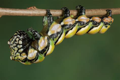 Chinese Owl Moth Caterpillar Photograph by Pascal Goetgheluck/science Photo Library - Pixels