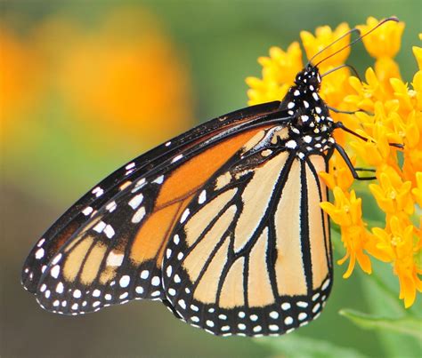 Monarch (Danaus plexippus) | Idaho Fish and Game