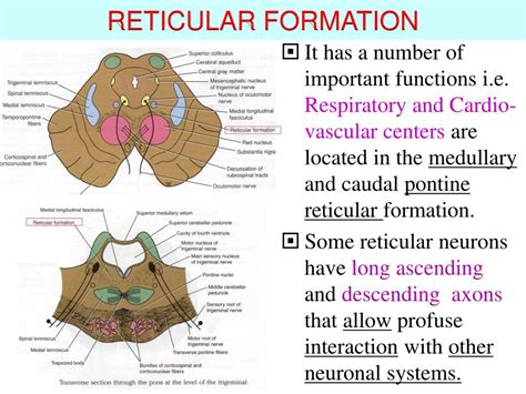 Reticular Formation And Limbic System