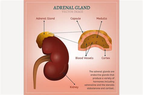 Adrenal Gland | Custom-Designed Illustrations ~ Creative Market