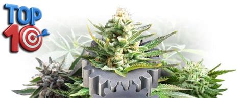 Top 10 Best Autoflowering Cannabis Seeds for Sale