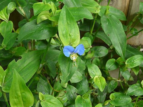 Toronto Wildlife - More Asiatic Dayflower