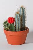Free picture: red cactus, barrel cactus