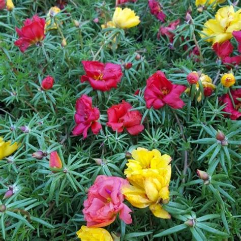 Portulaca Happy Hour Tropical Mix Portulaca grandiflora from Hillcrest Nursery