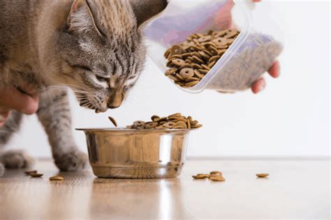 The Best Cat Food for Hyperthyroidism | OliveKnows