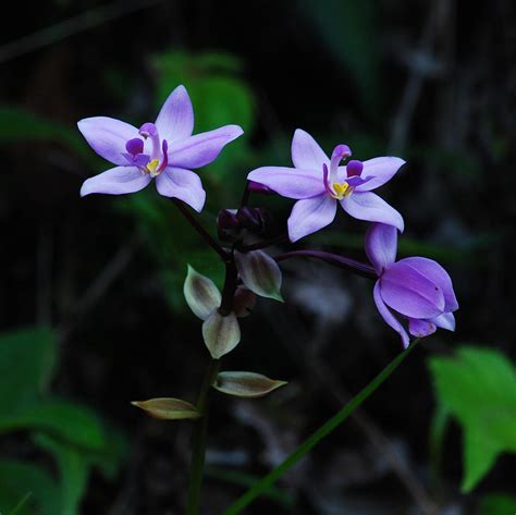 Purple Orchids 2 Photograph by Michael Peychich - Fine Art America