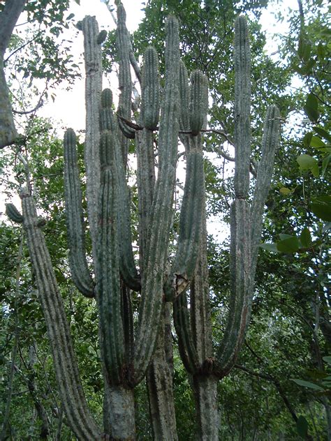 Long-term Conservation Efforts for the Endangered Key Tree Cactus - Center for Plant Conservation