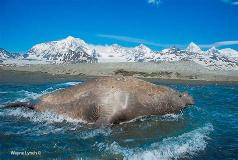 Southern Elephant Seals by Dr. Wayne Lynch - The Canadian Nature Photographer